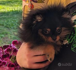 Spitz tedesco nano Pomerania