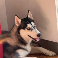 Husky siberian