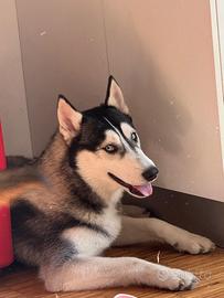 Husky siberian