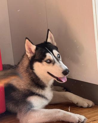 Husky siberian
