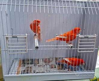 Canarini rossi Ala bianca