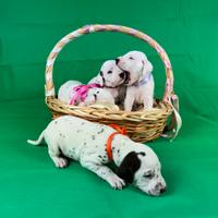 Cucciolo dalmata con pedigree