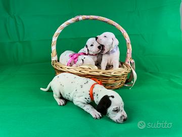 Cucciolo dalmata con pedigree