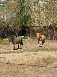 Mini pony