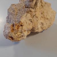 minerale con fossile