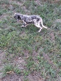 Cuccioli setter inglese