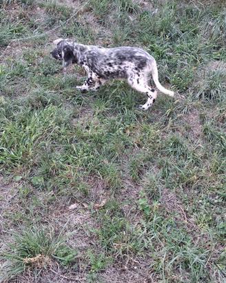 Cuccioli setter inglese