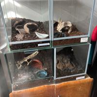 Teca vetro per insetti