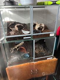 Teca vetro per insetti