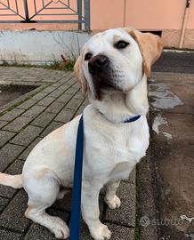 Cuccioli Labrador puri