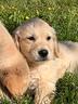 golden-retriever-cuccioli-crema