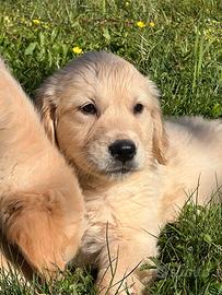 Golden retriever cuccioli crema