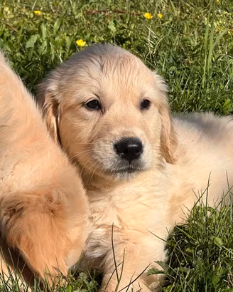 Golden retriever cuccioli crema