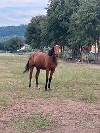 Cavallo