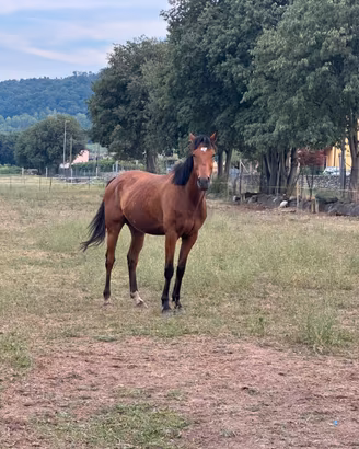 Cavallo