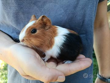Cavia peruviana