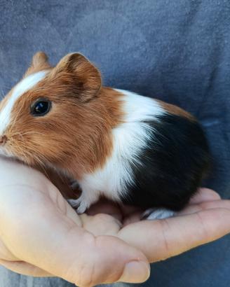 Cavia peruviana