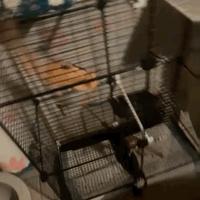 Petauri dello zucchero