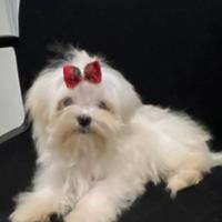 Maltese