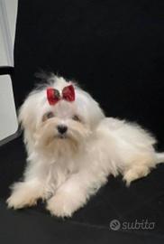 Maltese