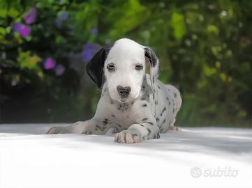 Cucciolina femmina di Dalmata