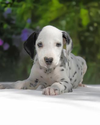 Cucciolina femmina di Dalmata