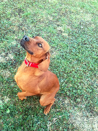 Segugio femmina 2 anni