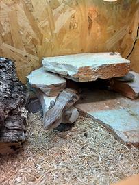 Tiliqua intermedia australiana Dark Line CB