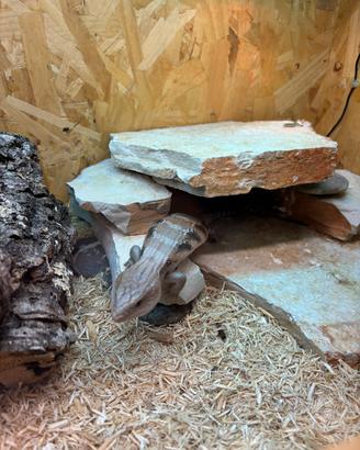 Tiliqua intermedia australiana Dark Line CB