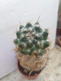 Coryphantha calipensis. H 23cm Old Plant Cactus