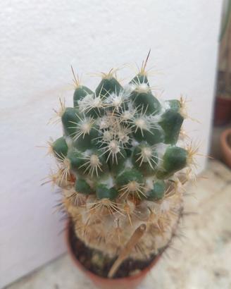 Coryphantha calipensis. H 23cm Old Plant Cactus