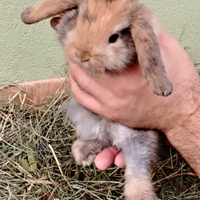 Conigli nani Ariete e Testa di Leone Coniglietti