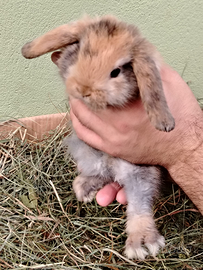 Conigli nani Ariete e Testa di Leone Coniglietti