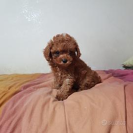 Barboncino mini toy