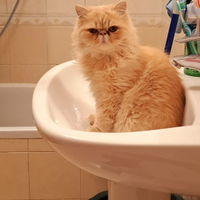 Gatto persiano