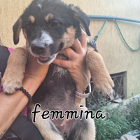 Cuccioli incrocio Border Collie e mix Australiano
