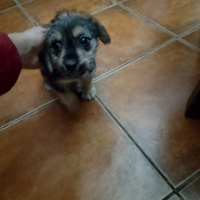 Jack Russell femmina
