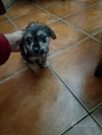 Jack Russell femmina