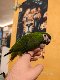 Ara nobilis allevata a mano molto buona