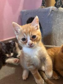 Gattini maschi 3 mesi