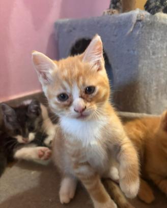 Gattini maschi 3 mesi