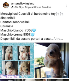 Barboncini toy