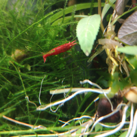 Caridine, neocaridine red e caridine red crystal