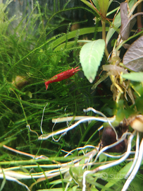 Caridine, neocaridine red