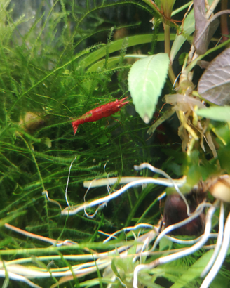 Caridine, neocaridine red