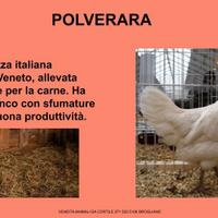 Galline ornamentali polverara