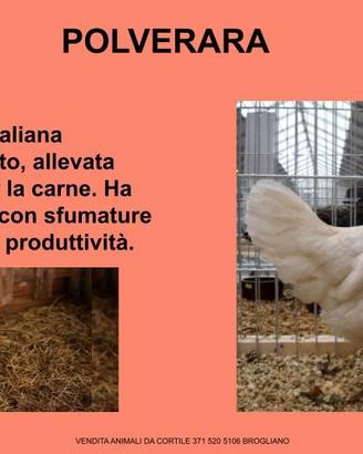 Galline ornamentali polverara