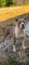 Maschio di Pitbull ukc trilogy