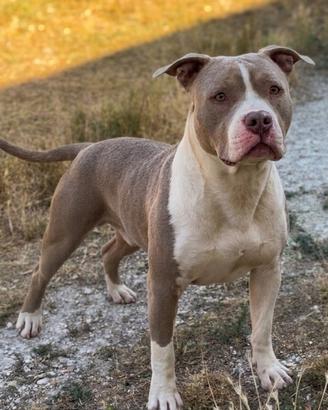 Maschio di Pitbull ukc trilogy