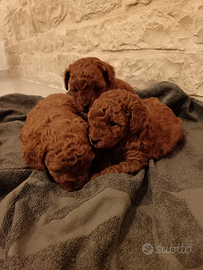 Barboncino mini toy Red Brown